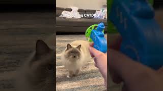 My Cat Plays Fetch