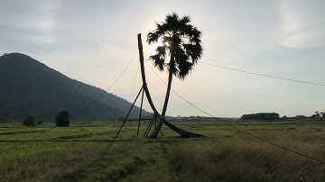 CÂY THỐT NỐT TÌNH YÊU núi BÀ ĐEN TÂY NINH
