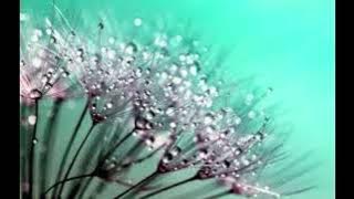 ADAT DI DUNIA - LENA