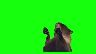 Screaming Cat Meme - Green Screen