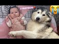 Husky Wants To Do Everything She Can To Protect My Newborn Baby!!.. [CUTEST REACTION!!]