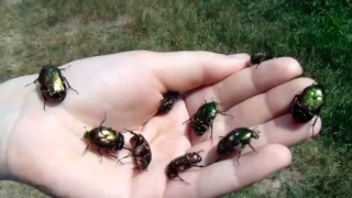 картинка: Взлет бронзовок золотистых (Cetonia aurata)