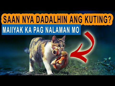Video: Kung Saan Ibibigay Ang Kuting