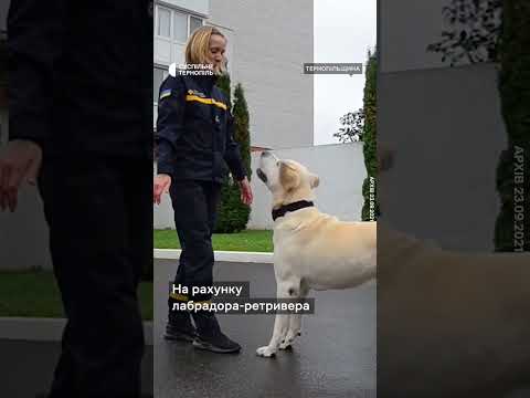Суспільне Тернопіль: Помер собака-рятувальник Бім, який ніс службу на Тернопільщині #shorts