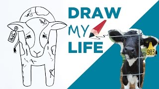 Draw My Life A Cow In Todays Dairy Industry