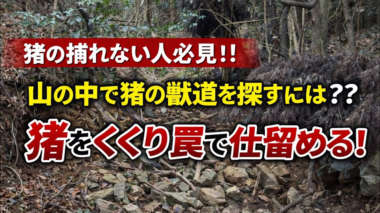 猪の捕れない人必見！