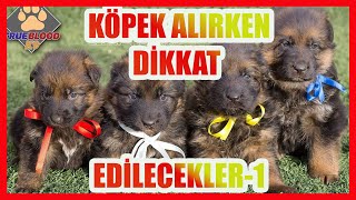 BU VİDEOYU İZLEMEDEN KÖPEK ALMAYIN - KÖPEK SAHİPLENİRKEN DİKKAT EDİLECEKLER by Ergün Turgan K9 2,065 views 5 months ago 13 minutes, 45 seconds