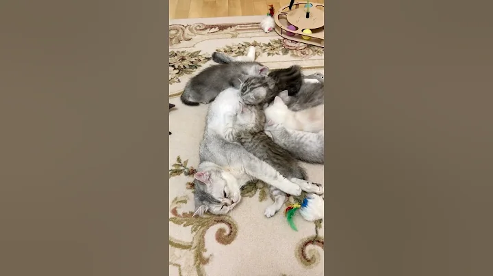 Watch the video about British Kittens Of Cat Kylie #kyliecatkittens #cat #kitten #britishcat #catlover #kitty #pets #cute