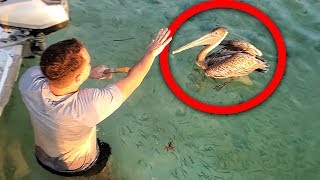 Clueless Guy Gets Attacked by a Pelican