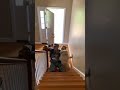 🥰 Two fluff balls tumble down stairs for endless giggles #cute #pets #funny