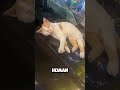 😻See for yourself how lazy my cat is 😻😻