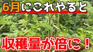 【トマト】6月になったら絶対やって収穫量がアップする大事な作業について紹介します。【家庭菜園】