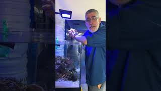 Red mangroves are in!