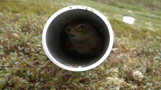 Alaskan Squirrel With Attitude