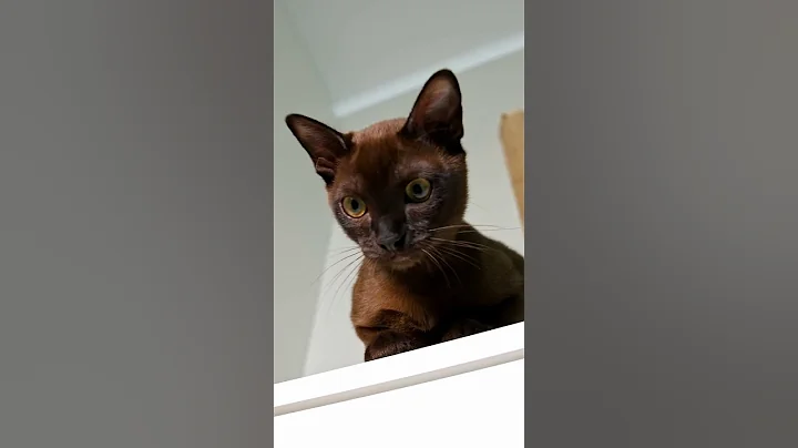 Video 9365161: catlover burmese, cats catlover