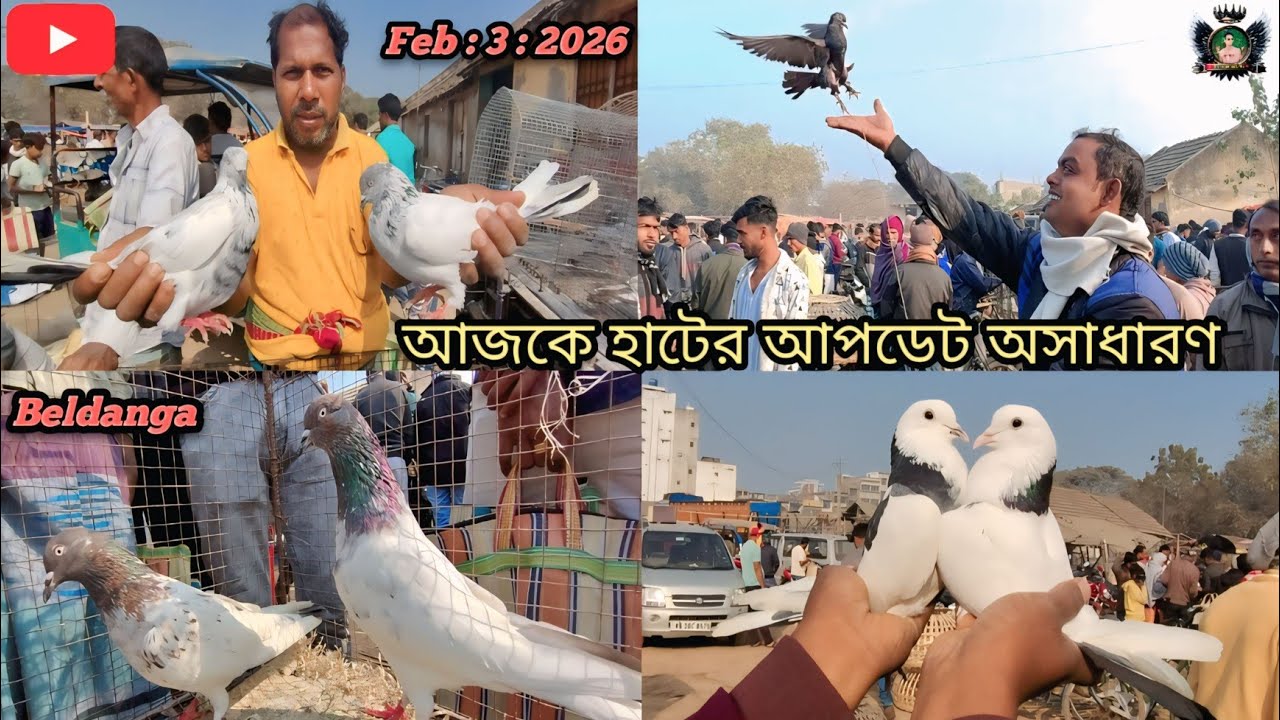 আজকের হাটে কবুতরের দাম শুনলে অবাক হবেন! বেলডাঙা🔥 কবুতরের হাট।🕊️#pigeon #like #video #india #live 