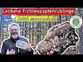 Fichtenzapfenrübling - leckerer winziger SpeisePilz nach dem Winter - es lohnt sich jetzt zu sammeln