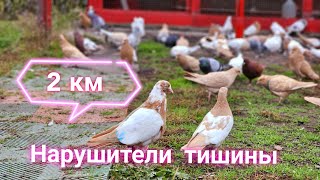 Pigeons 2 km for breaking the silence