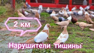 Голуби 2 км за нарушения тишины