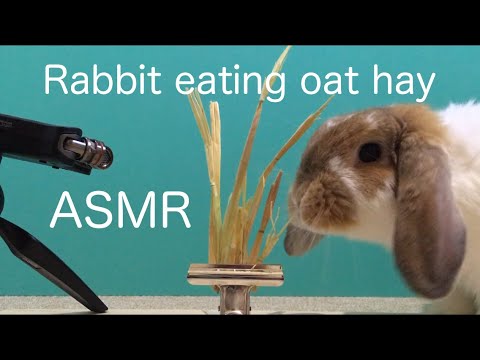 ASMR Rabbit eating oat hay うさぎ 咀嚼音 音フェチ