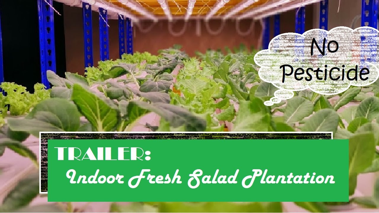 Our first try on producing indoor fresh salad plantation! The trailer