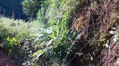 cuab qaib qag qag bẫy chim đa đa