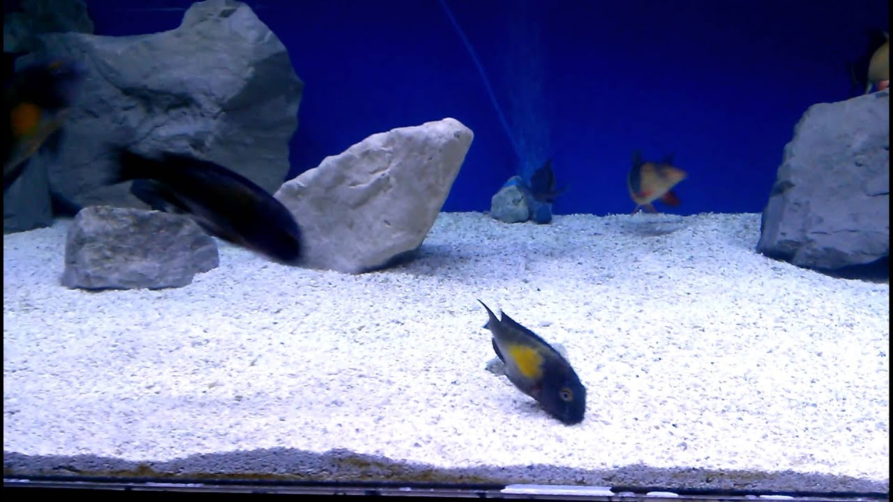 clear braces WC Tropheus Moorii 