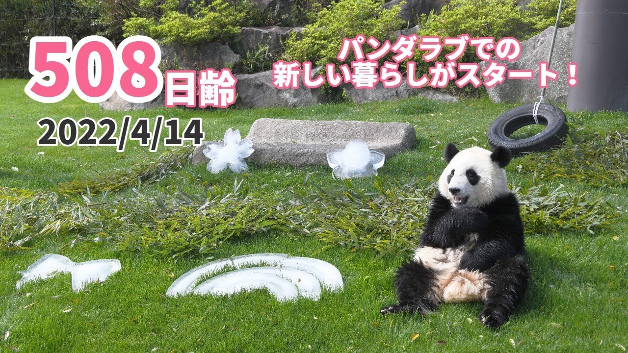 ジャイアントパンダ（楓浜）】新しい運動場は楽しいですか？（508日齢 