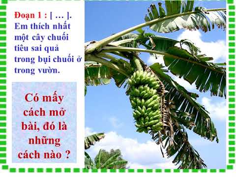 Tuần 24 - Lớp 4. Môn TLV: Luyện tập xây dựng đoạn văn miêu tả cây cối