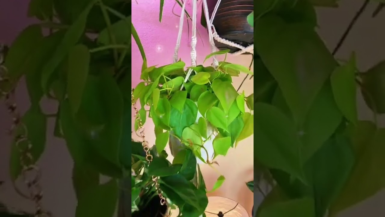 What are your favorite carefree houseplants for home decor? These are mine💚