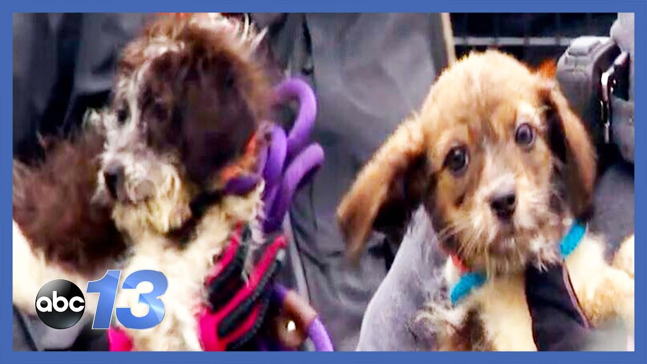 Dozens of animals seized in cruelty case - YouTube