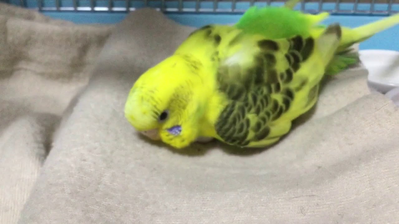 ペット なつく セキセイインコ タマゴを温めているピーコちゃんのかわいい姿 Youtube