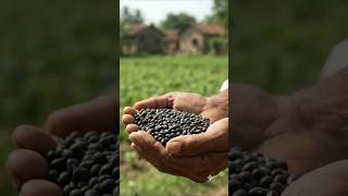 From Tiny Seed to Harvest! 😍 | Green Gram Life Cycle #Shorts #seedsaving #cleanseed