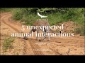 5 unexpected animal interactions | WILDwatch