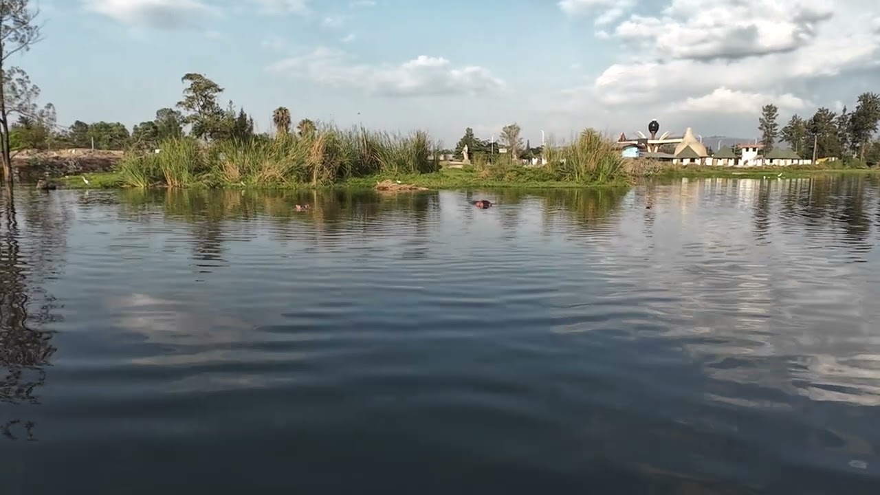 Hippo visit, Lake Awasa.