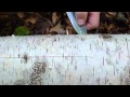 How To Use A Bushcraft Knife to Remove Bark