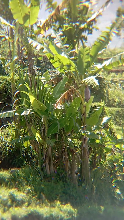 Download lagu suasana adem ketika menyangkul dengan rasa ikhlas.#pesawahan #sulingsundamerdu #pedesaandijawabarat