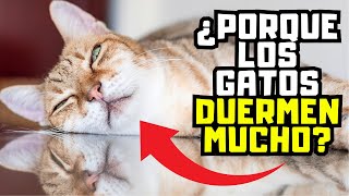 POR ESTO los gatos duermen todo el día 💤 by Mascotas Sanas Y Felices 951 views 2 weeks ago 5 minutes, 30 seconds