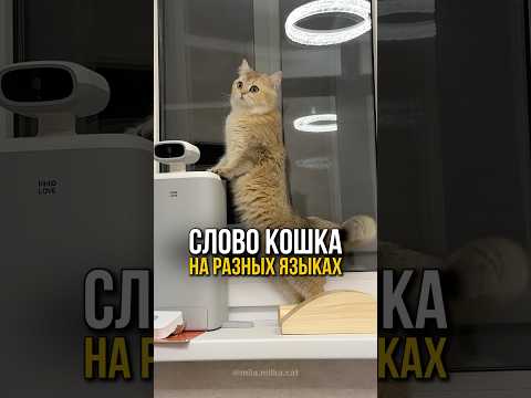 Как на разных языках будет слово кошках?😺🇦🇪🇰🇷🇮🇩 #кошка #кот #кошки #котенок #коты