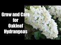 How to Grow and Care for Oakleaf Hydrangeas