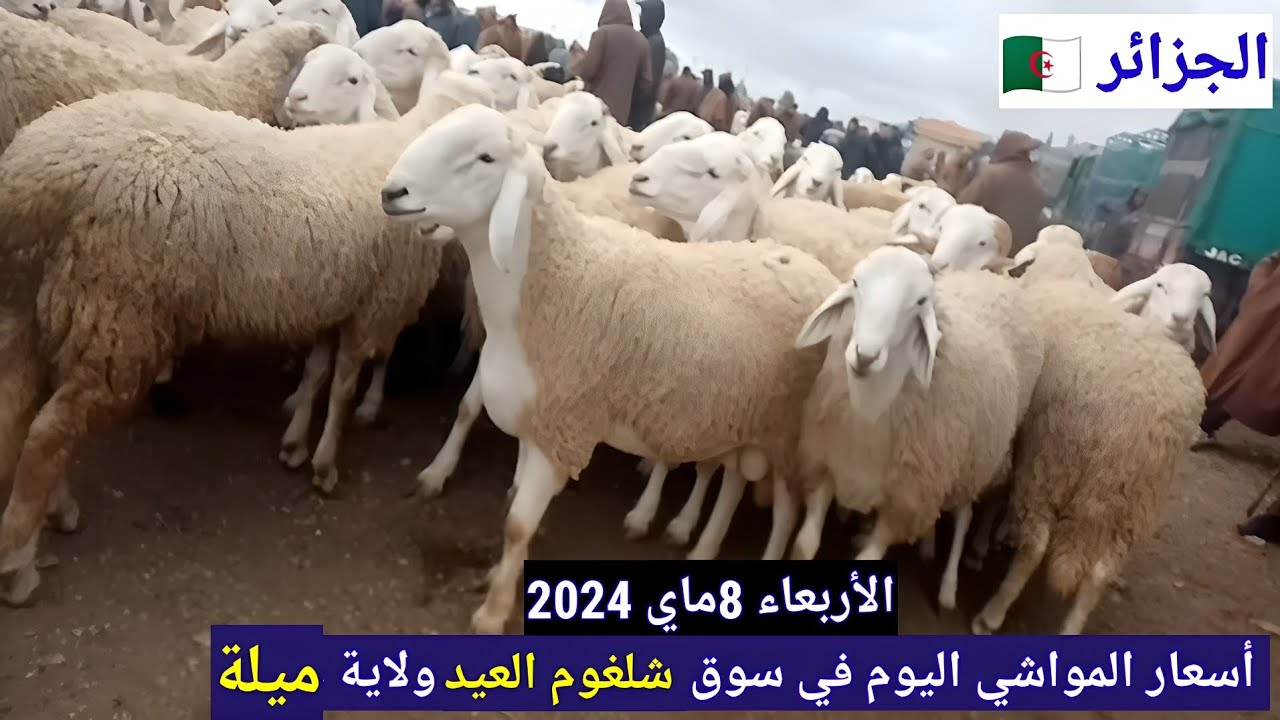 أسعار المواشي اليوم في سوق شلغوم العيد ولاية ميلة الجزائر /الأربعاء 8ماي 2024