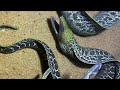 Diving under the sea to catch eels, crabs and sea cucumbers | Part 61-2