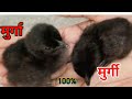 चूजों को कैसे पहचाने मुर्गी है या मुर्गा ।। how to identify male and female chicks