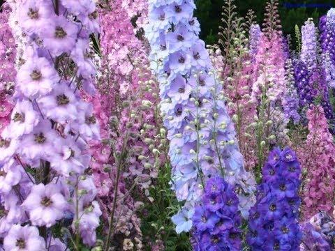 Vídeo: Delphinium é Lindo