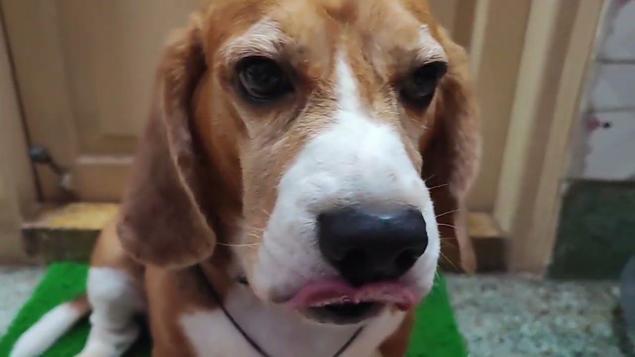 WATCH THE FULL VIDEO TO SEE MY ACTING SKILL! 🐶❤