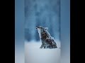The Howling-A Short Film by Christopher Newman