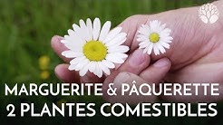 Marguerite et pâquerette, deux plantes comestibles