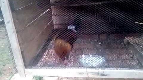 qaib qus 100% nawb zoo nkauj heev li