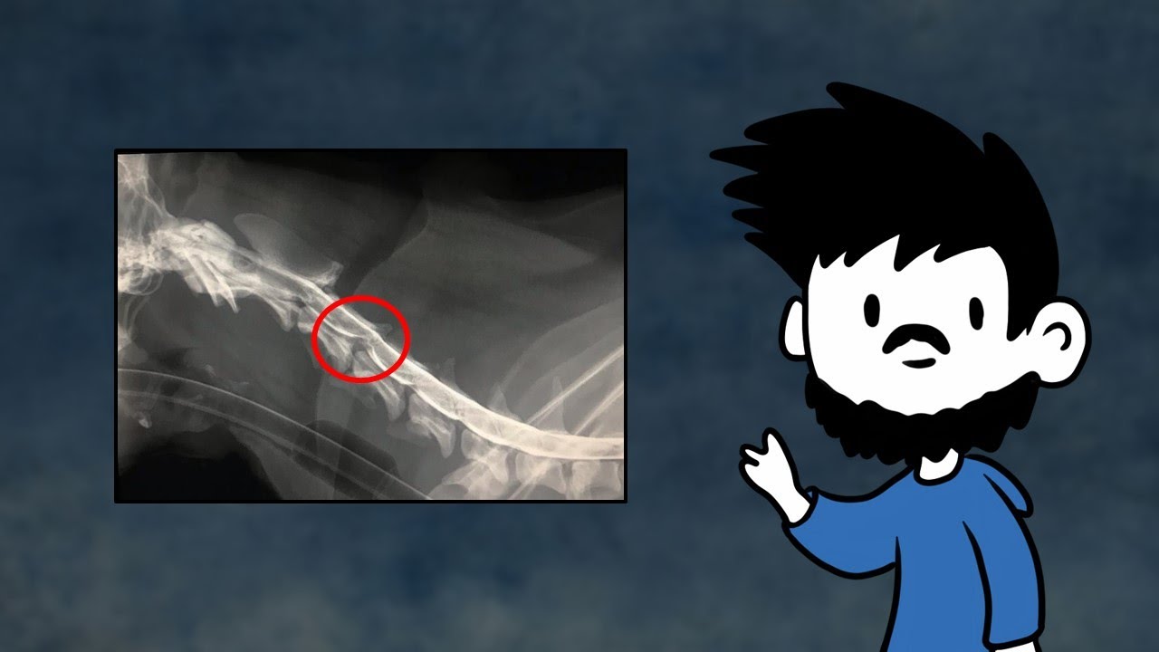 ¿Existe algún tipo de prevención para las hernias en perros chihuahua?