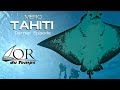 4me pisode de bora bora  raiatea nos plonges incroyables requins raies lopard et raies manta